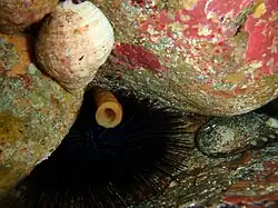 Western hollow-spined urchin ("Centrostephanus tenuispinus"), cartrut shell ("Dicathais orbita") and black lipped abalone ("Haliotis rubra") at Greenly Island, South Australia