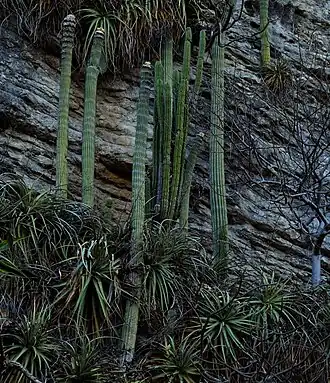 Habitat in Triunfo Agrarista, Chiapas, Mexico