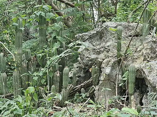 Habitat in Tankah Pakbal, Chiapas, Mexico