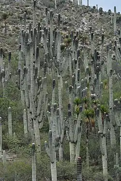 Habitat in Caltepec, Puebla, Mexico