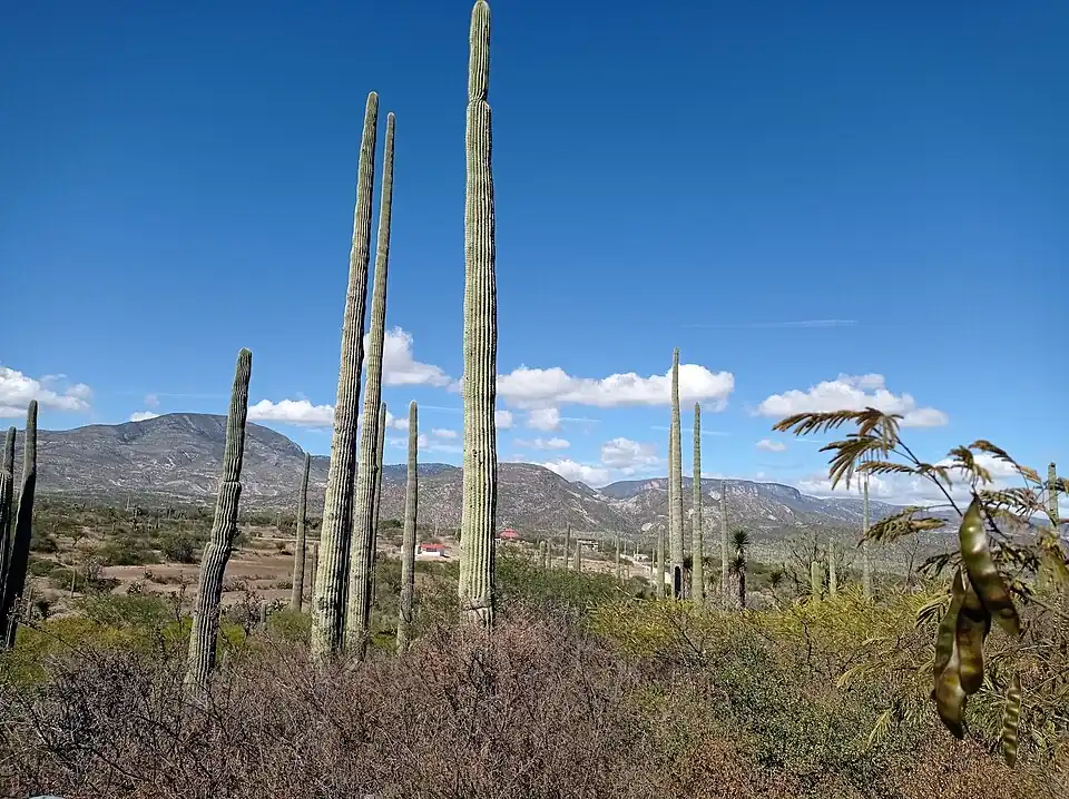 Habitat in San Juan Raya, Puebla, Mexico
