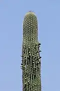 Plant blooming