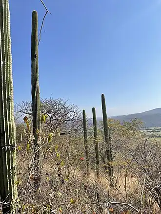 Plant growing in Fraccionamiento Huertos de Agua Linda, Morelos, Mexico
