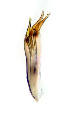 Cephalops ultimus male phallic ducts