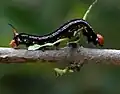 Cephonodes hylas larvae on Catunaregam spinosa in Hyderabad