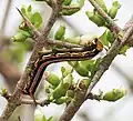 Cephonodes hylas larvae on Catunaregam spinosa in Hyderabad