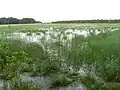 Čepkeliai Marsh in Dzūkija National Park