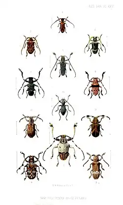 Illustrations of 12 different beetles dated 1866, including Grammoechus atomarius.