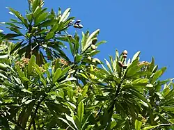 Foliage, flowers and fruit
