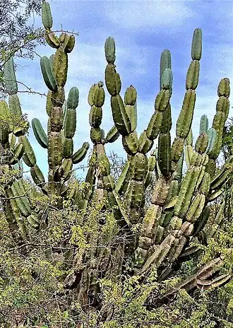 Plant growing in La Laguna, Formosa Province, Argentina