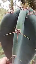 Spines