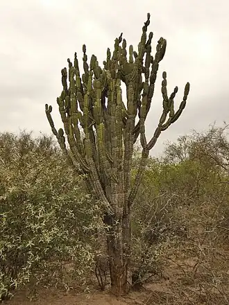 Plant growing in Toledo, Paraguay