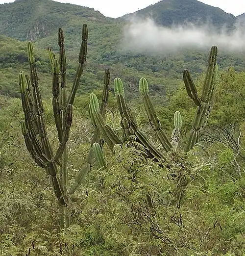 Plant growing in Samaipata, Bolivia