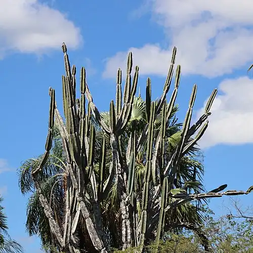 Plant growing in habitat in Porto Murtinho, State of Mato Grosso do Sul, Brazil