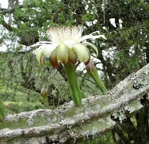 Plant blooming Samaipata, Bolivia