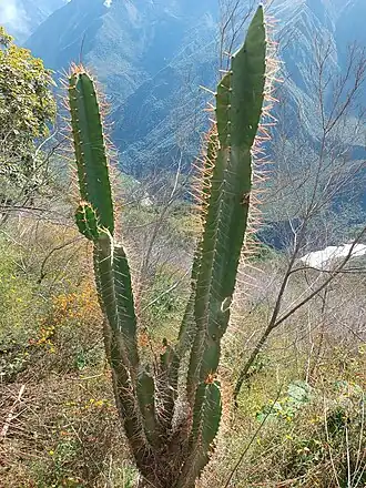 Plant growing in Ayacucho, Peru