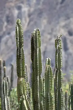 Plant growing in habitat in Hacienda Matara, Peru