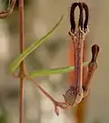 Ceropegia linearis