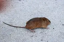 Small brown rodent set against a grey background