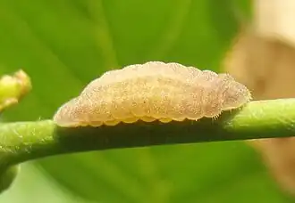 J. celeno larva