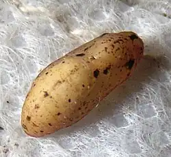 J. celeno pupa