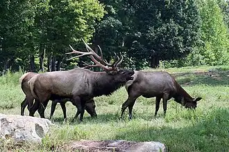 Elk (Cervus canadensis)