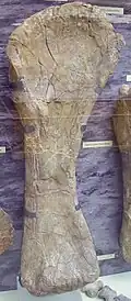 Right humerus of C. oxoniensis