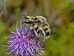 Mating couple