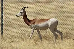 A photograph of a captive dama gazelle in Ouadi Rime-Ouadi Achime Faunal Reserve in Chad