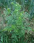 Chaerophyllum bulbosum