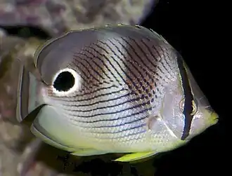 Showing dark bands