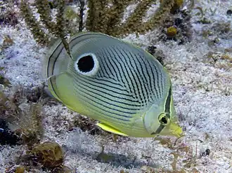 At Grand Cayman