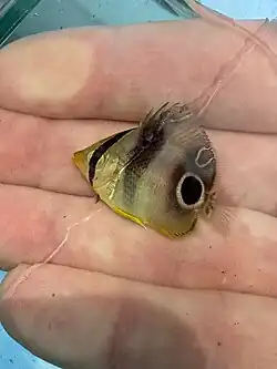 Young juvenile, Long Island (NY)