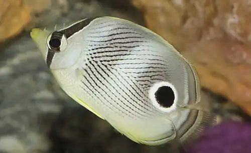 Juvenile