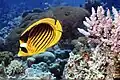 Diagonal butterflyfish