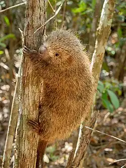 Brown porcupine