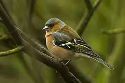 Common chaffinch, Italy