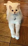 A splooting white Siberian cat