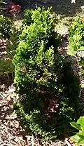 C. obtusa 'Nana Gracilis'