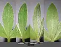 Trifoliate leaves