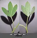 Leaves