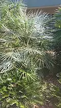 Chamaerops humilis var. argentea in Largo, Florida