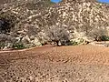 Field in Paradise Valley