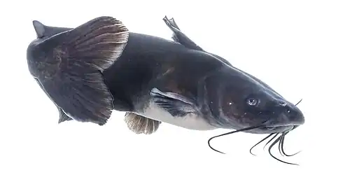 Channel Catfish (Ictalurus punctatus)