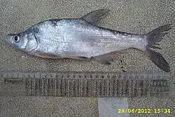 Photograph of a fish next to a ruler