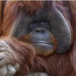 Chantek orangutan photo from Atlanta Zoo Site
