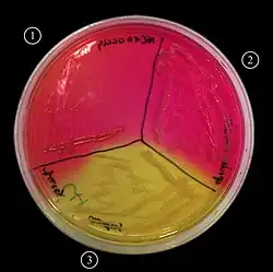 Red plate divided into thirds with streaked bacterial growth - the agar in the lower third, numbered 3, has turned yellow.