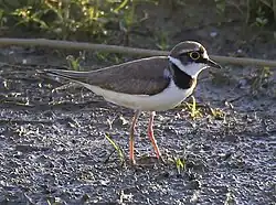 Little ringed plover, Florence