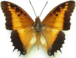 C. p. pollux from the CAR - upperside