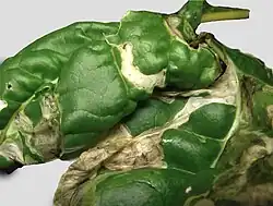 "Blisters" made by leaf miner